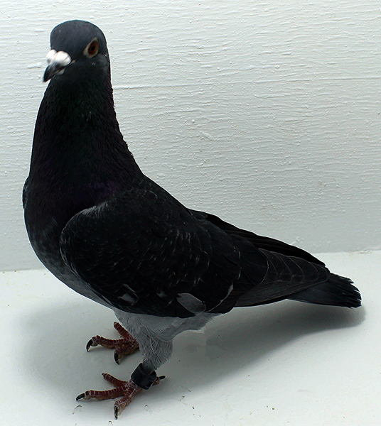 Band: AU 20059 AA 2025